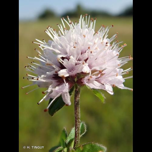 <i>Mentha aquatica</i> L., 1753 &copy; H. TINGUY