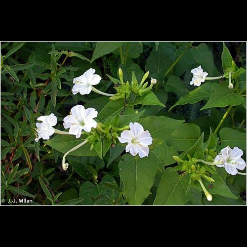<i>Mirabilis jalapa</i> L., 1753 &copy; 