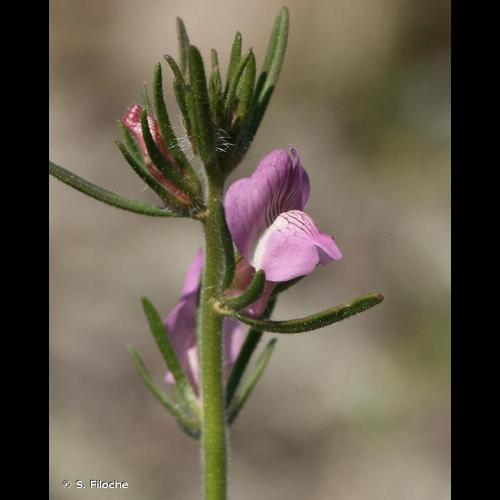 <i>Misopates orontium</i> (L.) Raf., 1840 &copy; S. Filoche