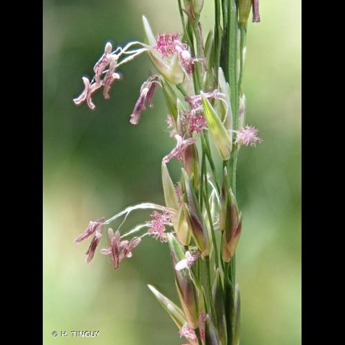 <i>Molinia caerulea</i> (L.) Moench, 1794 &copy; H. TINGUY