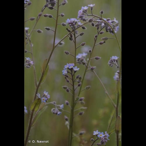 <i>Myosotis arvensis</i> (L.) Hill, 1764 &copy; O. Nawrot