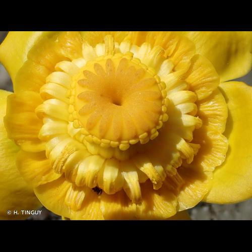 <i>Nuphar lutea</i> (L.) Sm., 1809 &copy; H. TINGUY