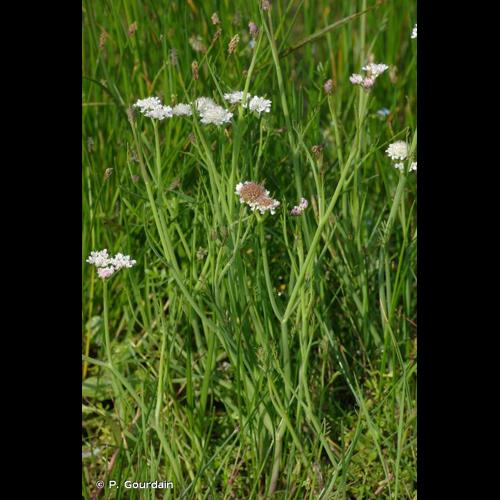 <i>Oenanthe fistulosa</i> L., 1753 &copy; P. Gourdain