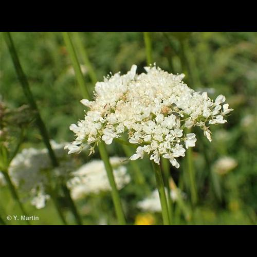 <i>Oenanthe pimpinelloides</i> L., 1753 &copy; 