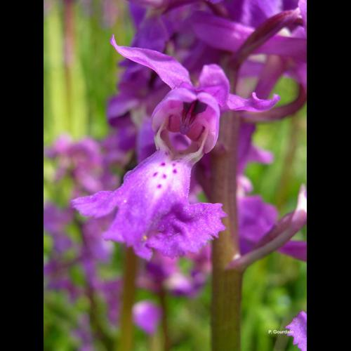 <i>Orchis mascula</i> (L.) L., 1755 &copy; P. Gourdain