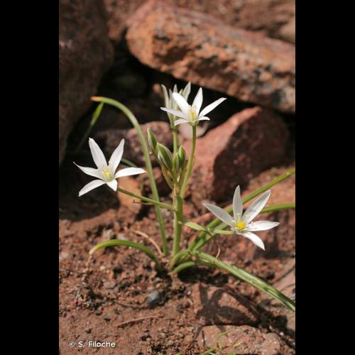 <i>Ornithogalum divergens</i> Boreau, 1847 &copy; S. Filoche