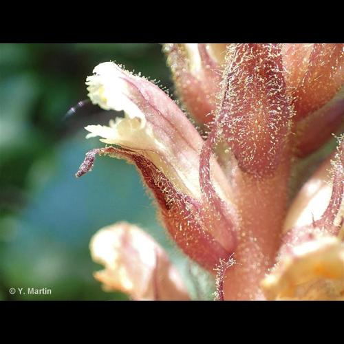 <i>Orobanche hederae</i> Vaucher ex Duby, 1828 &copy; 