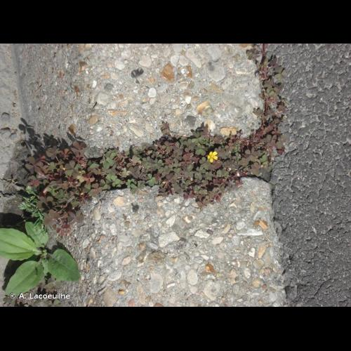 <i>Oxalis corniculata</i> L., 1753 &copy; A. Lacoeuilhe