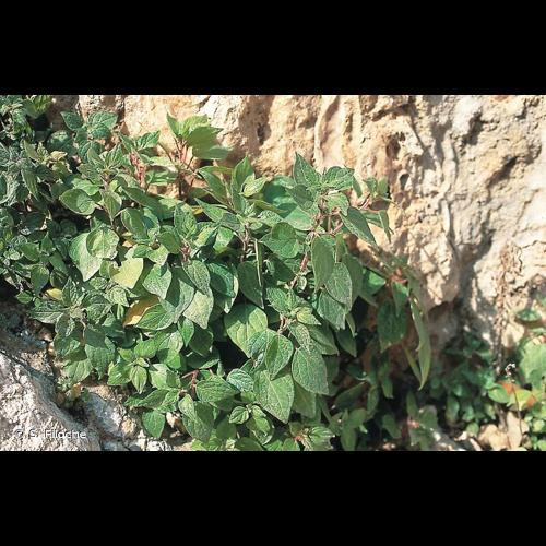 <i>Parietaria judaica</i> L., 1756 &copy; S. Filoche