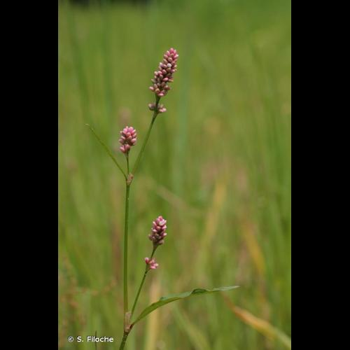 <i>Persicaria maculosa</i> Gray, 1821 &copy; S. Filoche