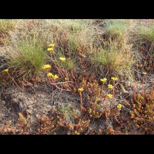 <i>Petrosedum rupestre</i> (L.) P.V.Heath, 1987 &copy; 