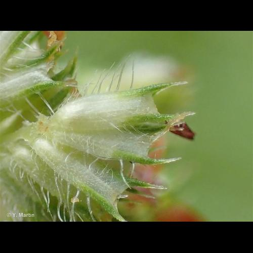 <i>Phleum pratense</i> L., 1753 &copy; 