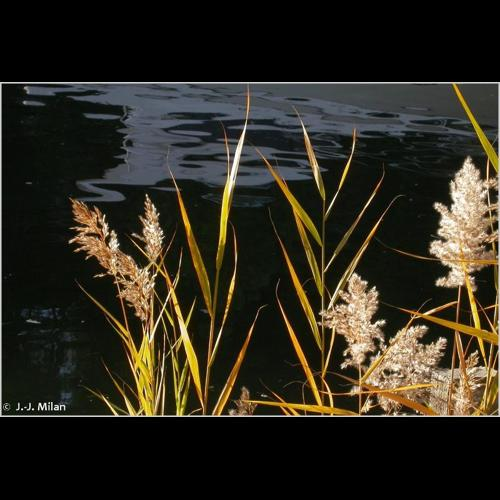 <i>Phragmites australis</i> (Cav.) Trin. ex Steud., 1840 &copy; 
