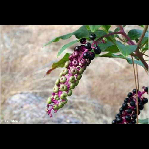 <i>Phytolacca americana</i> L., 1753 &copy; 