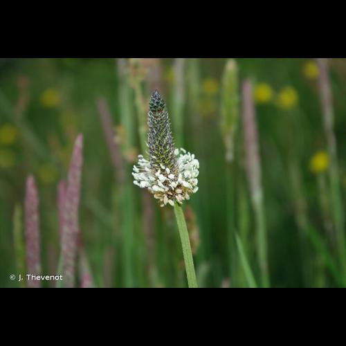 <i>Plantago lanceolata</i> L., 1753 &copy; J. Thevenot