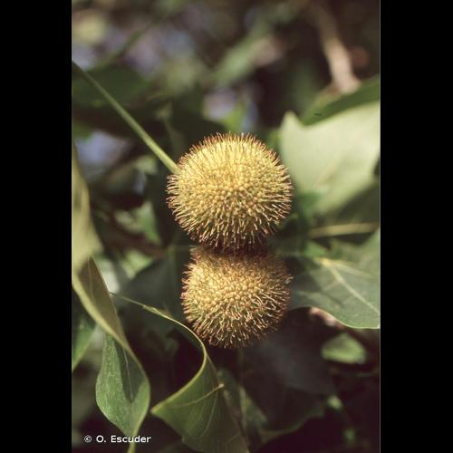 <i>Platanus </i>x<i> hispanica</i> Mill. ex Münchh., 1770 &copy; O. Escuder