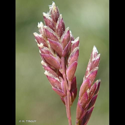 <i>Poa annua</i> L., 1753 &copy; H. TINGUY