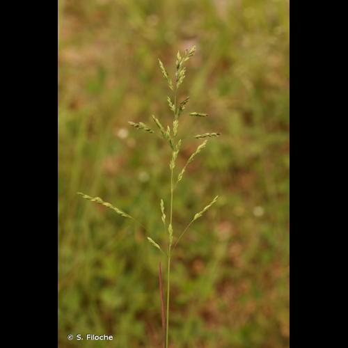 <i>Poa pratensis</i> L., 1753 &copy; S. Filoche
