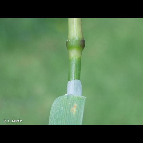 <i>Poa trivialis</i> L., 1753 &copy; Y. Martin