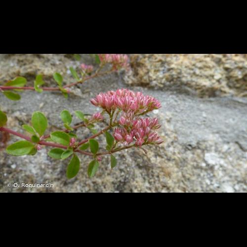 <i>Polycarpon tetraphyllum</i> (L.) L., 1759 &copy; O. Roquinarc'h
