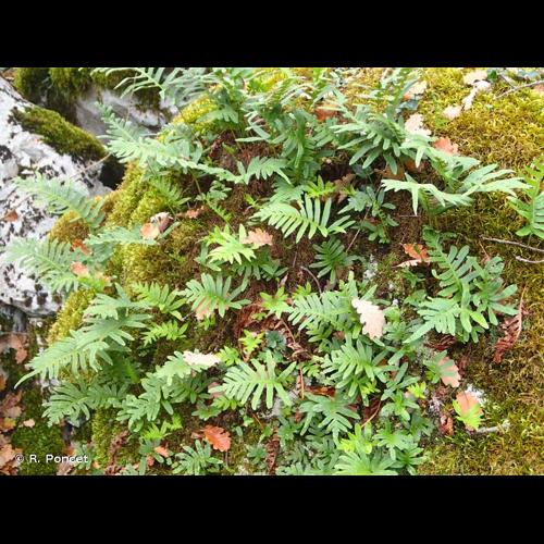 <i>Polypodium cambricum</i> L., 1753 &copy; R. Poncet