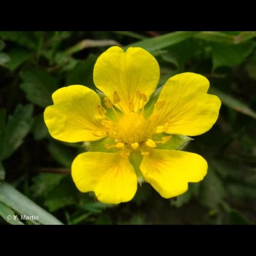 <i>Potentilla reptans</i> L., 1753 &copy; 