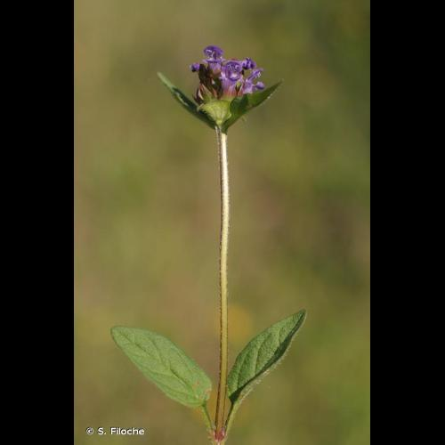 <i>Prunella vulgaris</i> L., 1753 &copy; S. Filoche