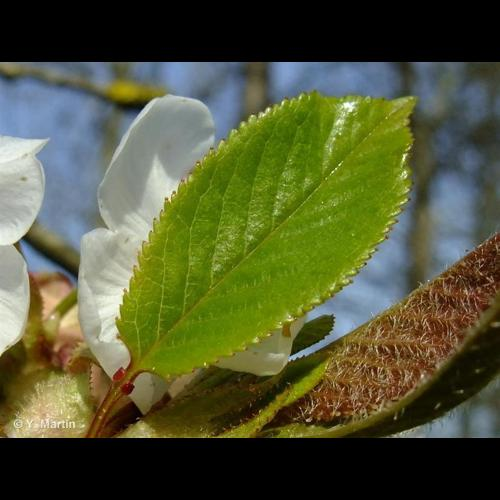 <i>Prunus avium</i> (L.) L., 1755 &copy; 