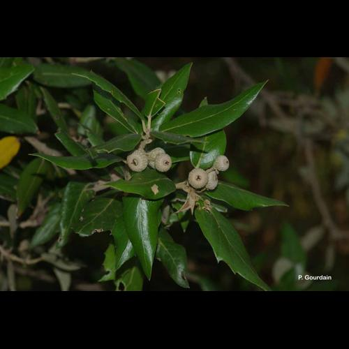 <i>Quercus ilex</i> L., 1753 &copy; P. Gourdain