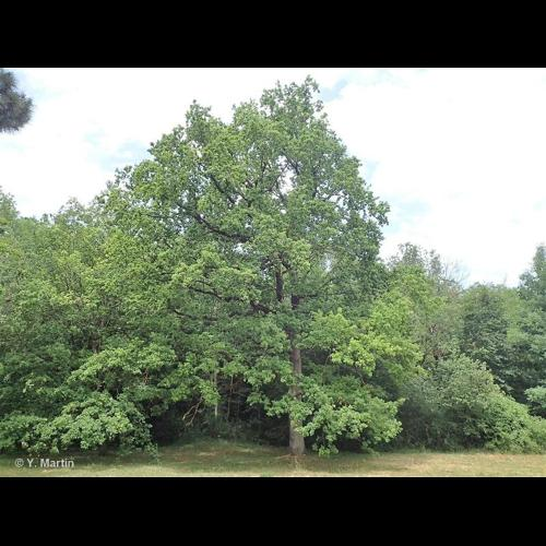 <i>Quercus robur</i> L., 1753 &copy; 