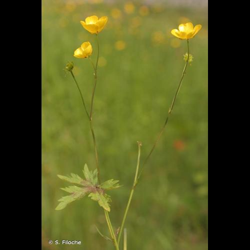 <i>Ranunculus acris</i> L., 1753 &copy; S. Filoche