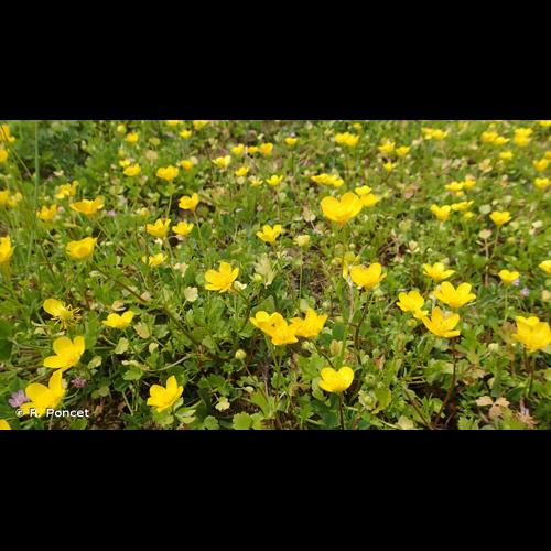 <i>Ranunculus sardous</i> Crantz, 1763 &copy; R. Poncet