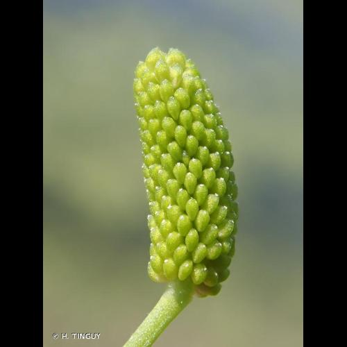 <i>Ranunculus sceleratus</i> L., 1753 &copy; H. TINGUY