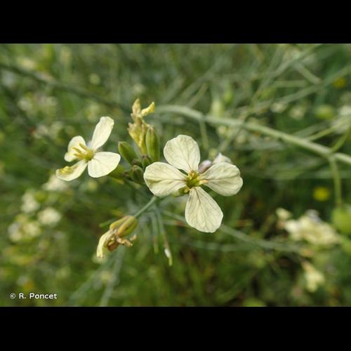 <i>Raphanus raphanistrum</i> L., 1753 &copy; R. Poncet