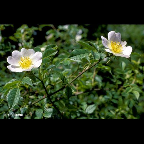 <i>Rosa canina</i> L., 1753 &copy; S. Filoche