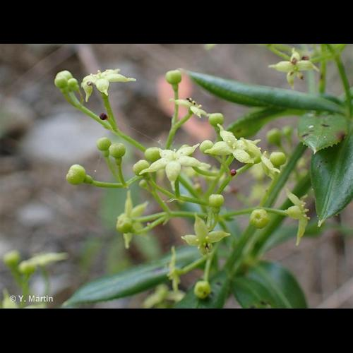 <i>Rubia peregrina</i> L., 1753 &copy; 