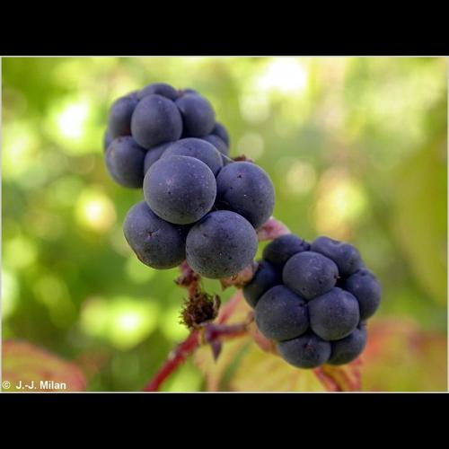 <i>Rubus caesius</i> L., 1753 &copy; 