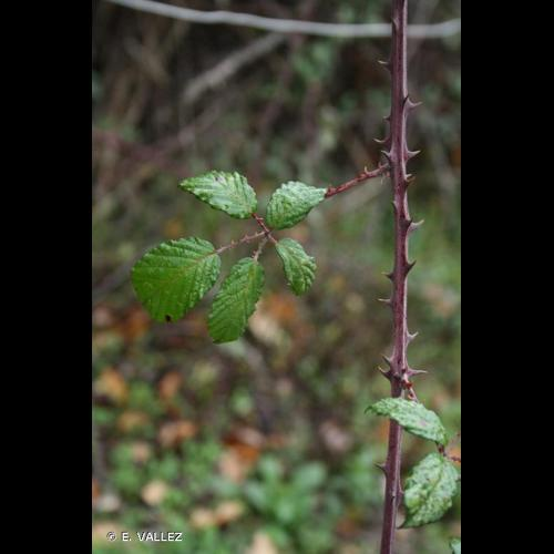 <i>Rubus ulmifolius</i> Schott, 1818 &copy; E. VALLEZ