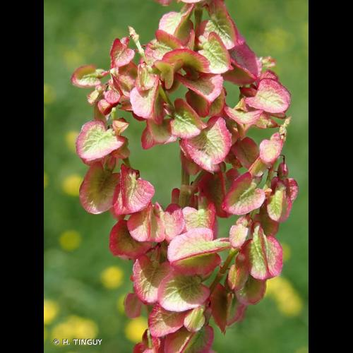 <i>Rumex acetosa</i> L., 1753 &copy; H. TINGUY