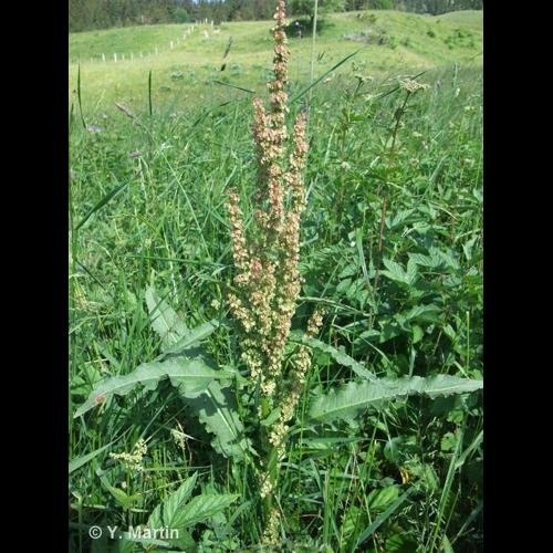 <i>Rumex crispus</i> L., 1753 &copy; 