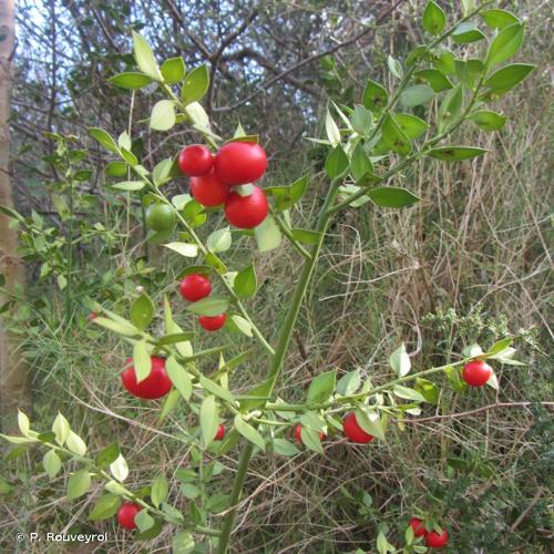 <i>Ruscus aculeatus</i> L., 1753 &copy; P. Rouveyrol