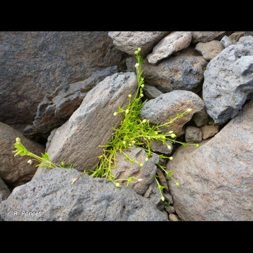 <i>Sagina procumbens</i> L., 1753 &copy; R. Poncet