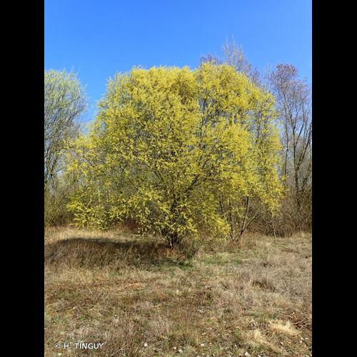 <i>Salix alba</i> L., 1753 &copy; H. TINGUY