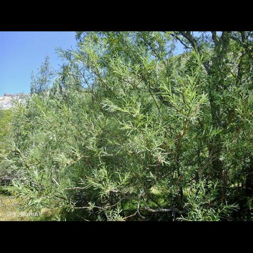<i>Salix eleagnos</i> Scop., 1772 &copy; 