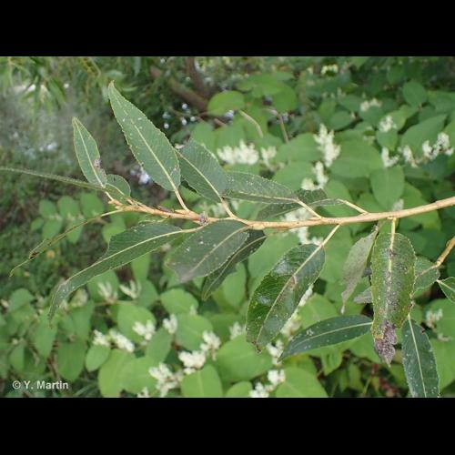 <i>Salix </i>x<i> fragilis</i> L., 1753 &copy; 