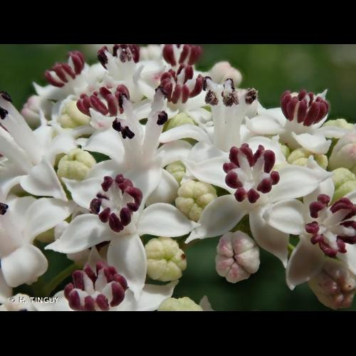 <i>Sambucus ebulus</i> L., 1753 &copy; H. TINGUY