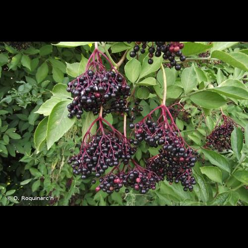 <i>Sambucus nigra</i> L., 1753 &copy; O. Roquinarc'h