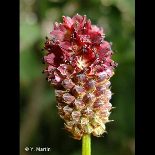 <i>Sanguisorba officinalis</i> L., 1753 &copy; 