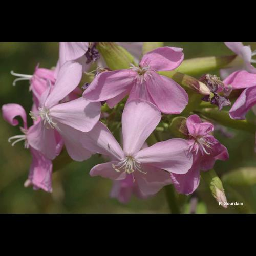 <i>Saponaria officinalis</i> L., 1753 &copy; P. Gourdain