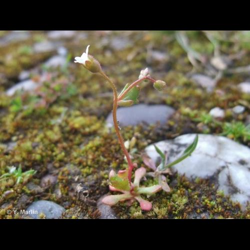 <i>Saxifraga tridactylites</i> L., 1753 &copy; 